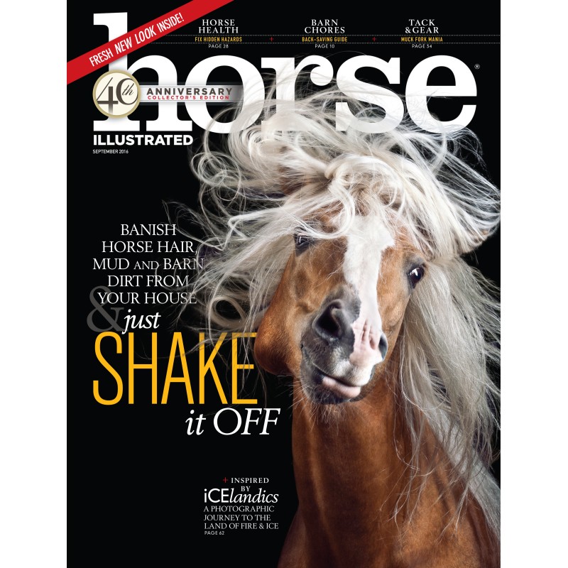 horse-illustrated.jpg